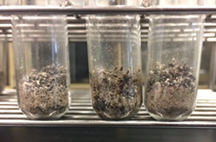 セラミック珪藻土添加区